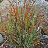 Prairie Winds® Cheyenne Sky Switch Grass