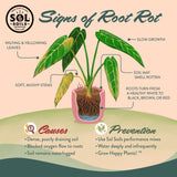 Succulent Gritty Mix