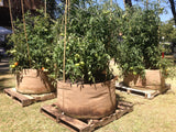 Smart Pot Fabric Planter