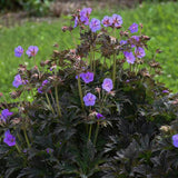Boom Chocolatta Cranesbill