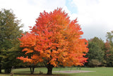 1 Sugar Maple Tree (Acer saccharum) Live Bareroot 10–18" Tall | Hardy Shade Tree | Brilliant Fall Color | Zones 3–8