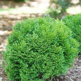 Tater Tot® Arborvitae