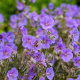 Boom Chocolatta Cranesbill