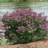 Bloomerang® Dark Purple Lilac