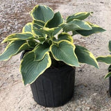 First Frost Hosta