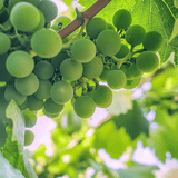 Thompson Seedless Table Grape Vine