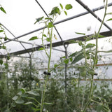 Plant Support Vine Clips