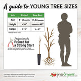 Tiger Panache Potted Fig Tree