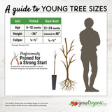 Flavor King Pluot Tree