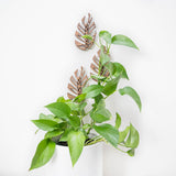 Monstrella - Wall Mounted