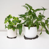 Kostr™ - Double sided leaf-shaped plant pot coaster - Cork + Pineapple leather