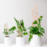 Cactrella - Plant trellis inspired by the Barrel Cactus