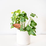 Folia - Wooden plant tags - Leaf-shaped plant labels