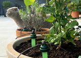Blumat Maxi Watering Sensors – 2 Pack