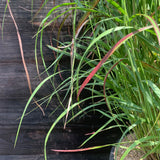 Shenandoah Switch Grass