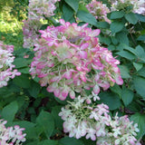 Proven Winners® Limelight® Hydrangea
