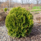 Hetz Midget Arborvitae, Mini Arborvitae