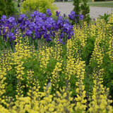 Decadence® Lemon Meringue Baptisia