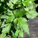 Visions Chinese Astilbe, False Goat's Beard