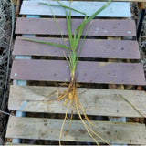 Dwarf Palmetto Live Plants Bundle - 2 Wild-Grown Sabal Minor - Drought-Tolerant, Cold-Hardy, Southern Tough Palms