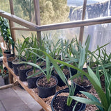 Dwarf Palmetto Live Plants Bundle - 2 Wild-Grown Sabal Minor - Drought-Tolerant, Cold-Hardy, Southern Tough Palms