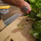 Bootstrap Farmer Deep Water Greens Raft
