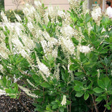 Summersweet, Sweet Pepperbush