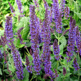 May Night Wood Sage