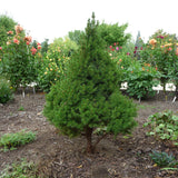 Dwarf Alberta Spruce