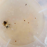 Varroa Easy Check