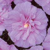 Lavender Chiffon® Rose of Sharon