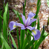 Northern Blue Flag Iris, Harlequin Blue Flag
