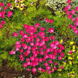 Paint the Town Magenta Dianthus