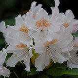 Cunningham's White Rhododendron