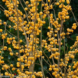 Berry Heavy® Gold Winterberry