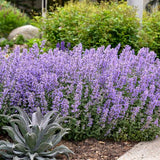 Cat's Meow Catmint