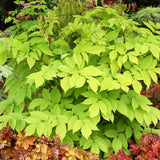 Sun King Golden Japanese Spikenard