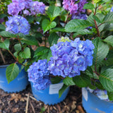 Endless Summer® Bloomstruck® Hydrangea
