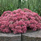 Rock 'N Round™ Popstar Stonecrop