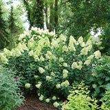 Proven Winners® Limelight Prime® Hydrangea