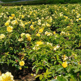 Julia Child™ Rose
