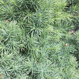 Dwarf Alberta Spruce