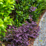 Velveteeny™ Dwarf Purple Smoke Bush