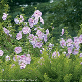 Lavender Chiffon® Rose of Sharon