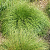 Prairie Dropseed