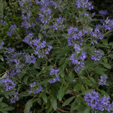 Beyond Midnight® Bluebeard