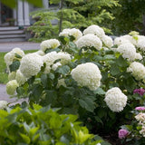 Proven Winners® Incrediball® Smooth Hydrangea