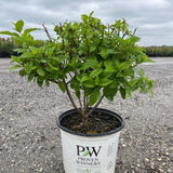 Proven Winners® Limelight® Hydrangea