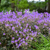 Boom Chocolatta Cranesbill