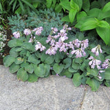 Blue Mouse Ears Hosta